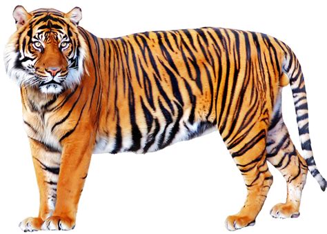 bengal tiger png file png svg clip art  web  clip art png icon arts