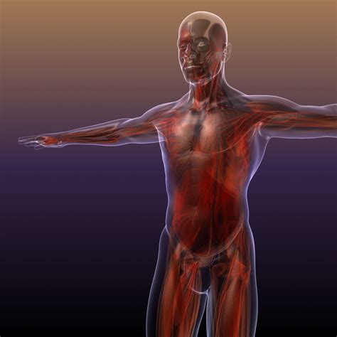model male man muscles muscular system  human body