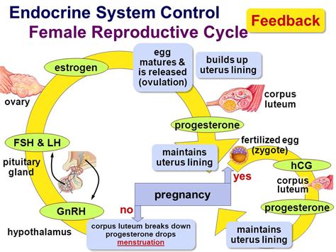 hormone control of your menstrual cycle