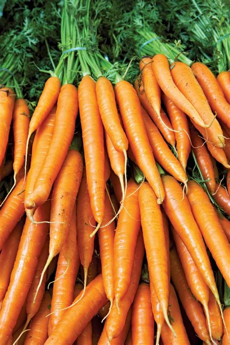 eating   carrots   skin turn orange britannica