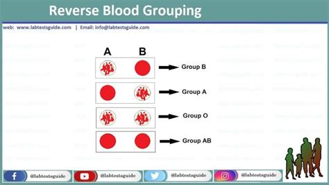 abo blood groups  rh type testing lab tests guide