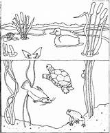 Coloring Pages Pond Animals Water Habitat Printable Ocean Ponds Cycle Habitats August Color Month Quality Sheets Books Print Grass Popular sketch template