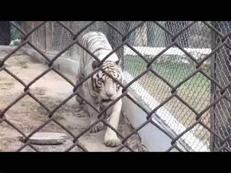 biggest siberian tiger  kg weight ayyub park rawalpindi pakistan