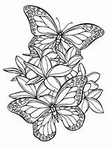 Colorare Farfalle Papillon Farfalla Mandala Disegno Pianetamamma Floreali Fiore Tatuaggi Pittura Berto sketch template