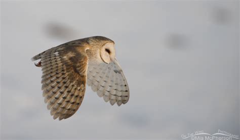 barn owls  winter mia mcphersons   wing photography