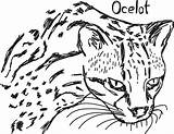 Ocelot Vecteezy sketch template
