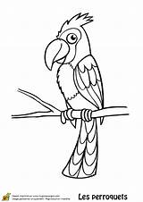 Perroquet Coloriage Houpette Oiseau Hugolescargot Enfant Colorier Perroquets Animaux Coloriages Oiseaux Enregistrée sketch template