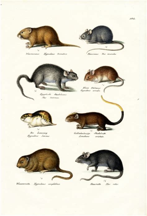 different kinds of mice karl joseph brodtmann riproduzione stampata o