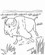 Plains Bison 1226 Coloriages Designlooter Toddlers sketch template