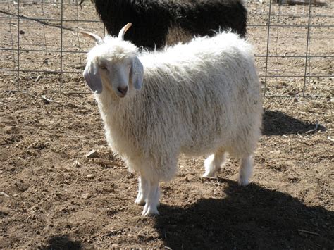 angora goat doe  ovie ranch