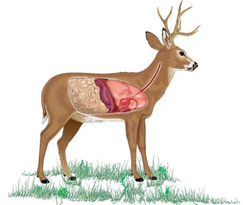 deer anatomy  shot placement
