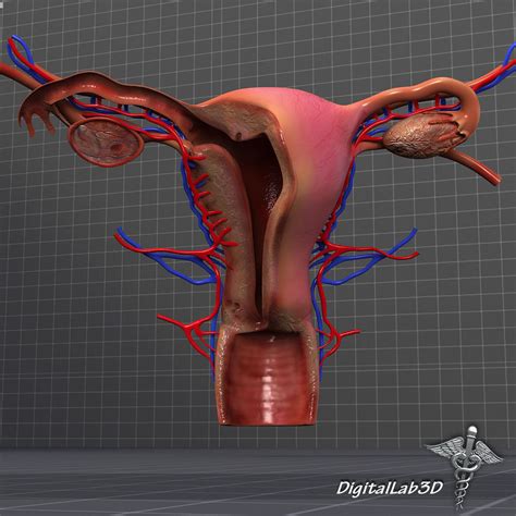 human female reproductive system 3d model cgtrader