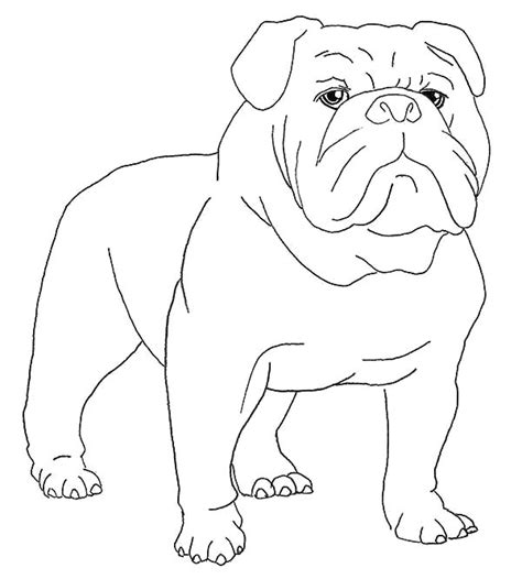 boxer dog waiting   master coloring pages  place  color