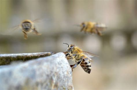 bees flying  stock cc photo stocksnapio