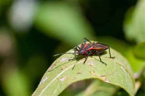 11 scents that boxelder bugs hate and how to use them pest pointers