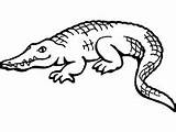 Crocodile Coloring Crocodiles Alligators Pages sketch template