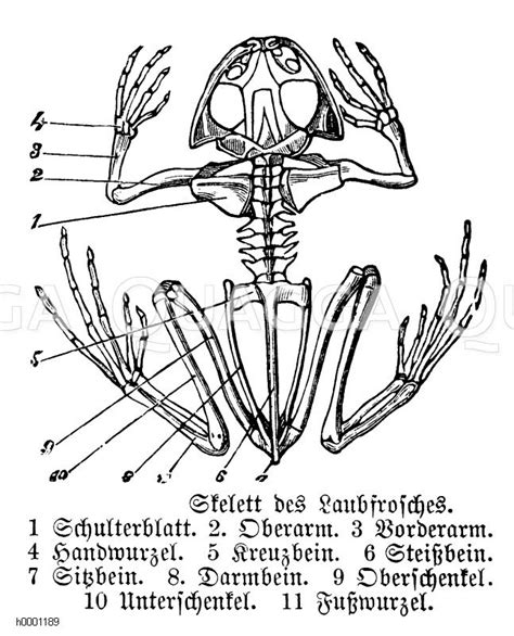 laubfrosch skelett