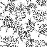 Blackberry Coloring Vector Leaves Isolated Background Raspberry Seamless Pettern Fabric Site Book Mulberry Character Illustration sketch template