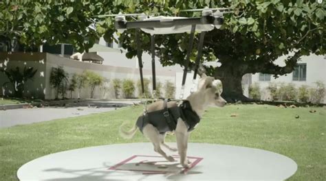 humane societys brilliant puppy drone stunt achieves viral success
