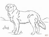 Golden Retriever Coloring Pages Dog Printable Drawing Dogs Puppy Cute Retrievers Print Puppies Lab Color Labrador Supercoloring Super Book Getdrawings sketch template