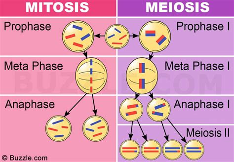 Esquema De Mitosis Y Meiosis Seo Positivo