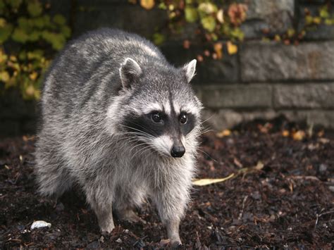 rid  raccoons raccoon facts  control