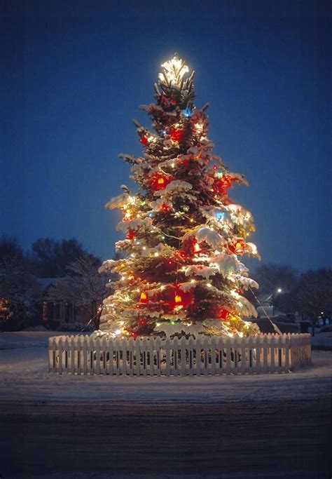 big snowy tree christmas outdoor christmas tree