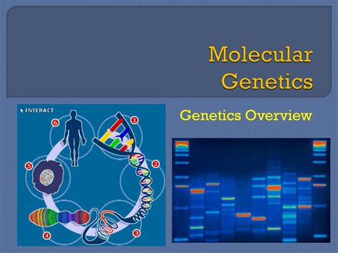 Ppt Molecular Genetics Powerpoint Presentation Free