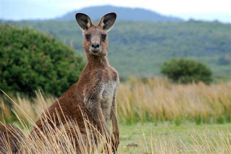 Grass Species To Blame For Drunken Kangaroos In Regional Victoria 3aw