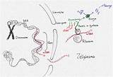 Proteinsynthese Helmich Zellkern überblick sketch template