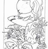 Coloring Pages Sea Animals Baby Getcolorings sketch template