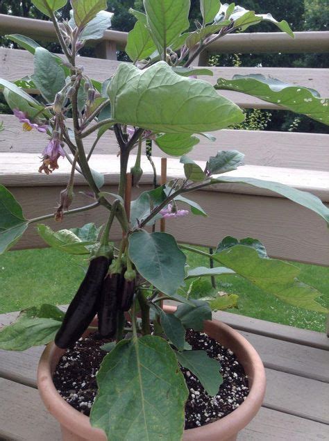 japanese eggplant grown   pot foodpoisoningtips plants garden