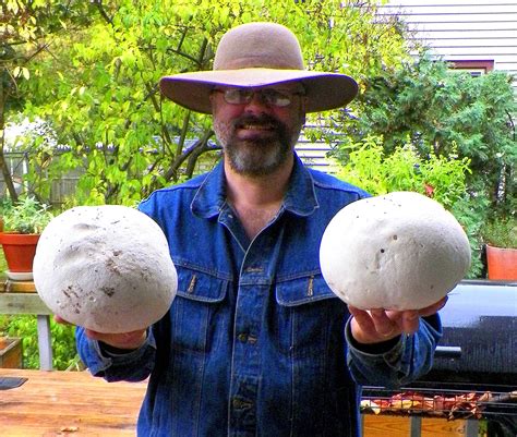puffball mushrooms creative sustenance