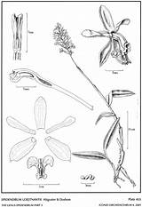 Hágsater Epidendrum Dodson 2001 Group sketch template