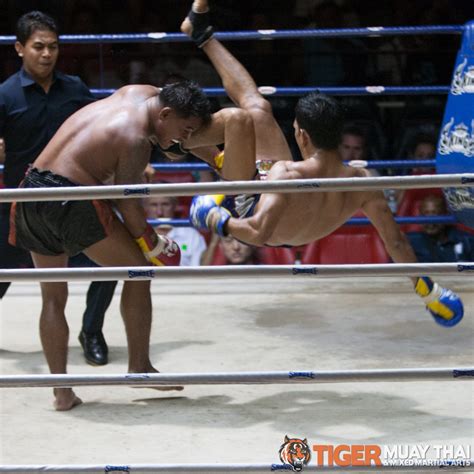 fighting thai tiger muay thai and mma training camp guest fights june