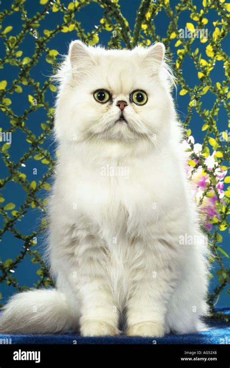 persian cat silver shaded sitting stock photo alamy