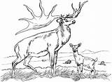 Coloring Elk Deer Pages Buck Whitetail Realistic Bull Printable Baby Color Caribou Mule Drawing Kids Easy Print Hunting Doe Coloringbay sketch template