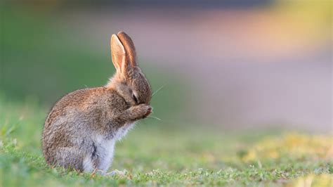 cute brown rabbit  standing  green grass   hands  face