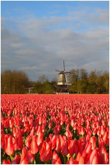 tulip fields  netherlands lugares  visitar viagens haarlem