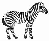 Coloriage Zebre Zebras Cebra Cebras Pintar Colorier Printablefreecoloring Menta Educación Recursos Clipartmag Imprimé sketch template