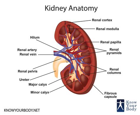 anatomy  kidney location