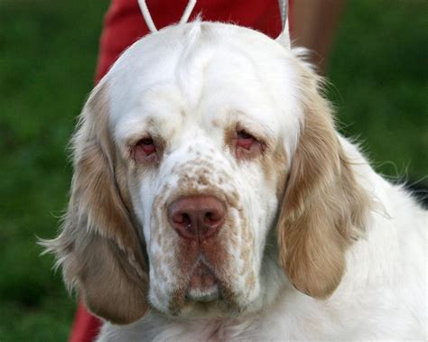 future  clumber spaniels canis lupus hominis