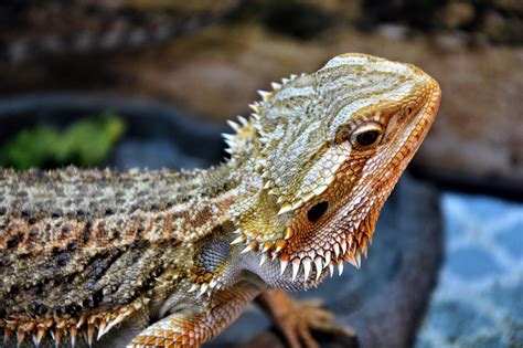 fun facts  bearded dragons healthypets blog