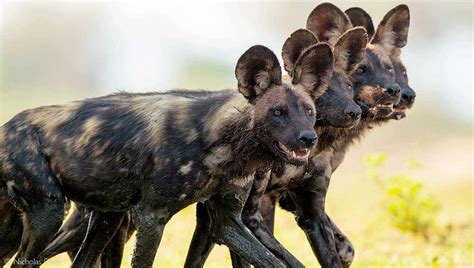 hope  african wild dogs  report africa geographic