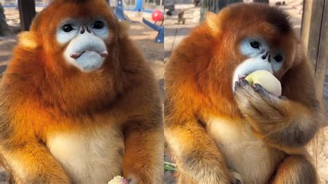cute golden snub nosed monkey eat  favorite fruit youtube