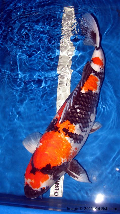 showa koi fish information