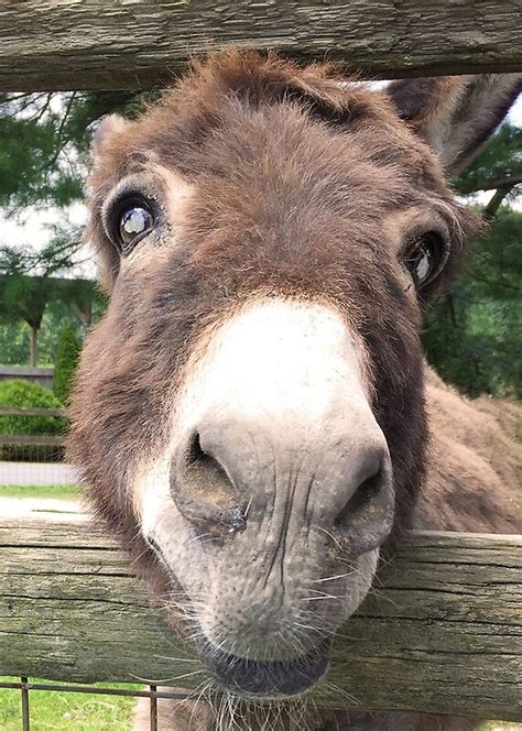 close  cute donkey face greeting cards  momocards redbubble