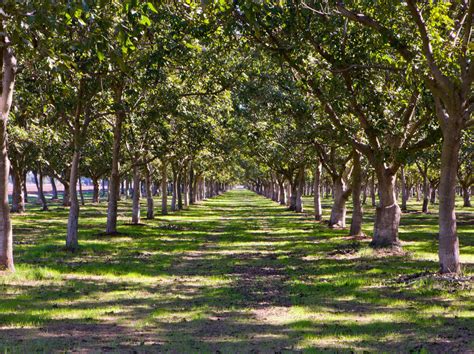 walnut farming     millionaire wealth result