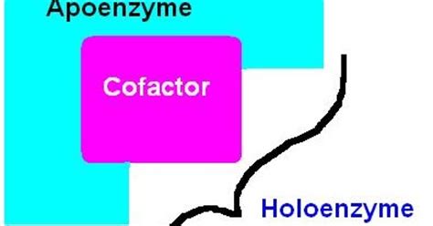mediconotebook cofactors coenzymes  ions