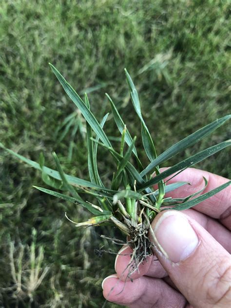 grass identification  question lawncare